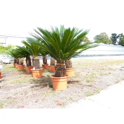 Cycas revoluta 130–150 cm – Japanische Sagopalme Palmfarn mit dickem, kräftigem Stamm bis zu 90 cm Umfang