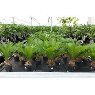 Cycas Revoluta 60 cm Palmfarn Sagopalme Palme, innen + außen