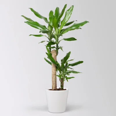 Duftender Drachenbaum 'Steudneri' in Keramiktopf Dallas weiß, Topf-Ø 17 cm