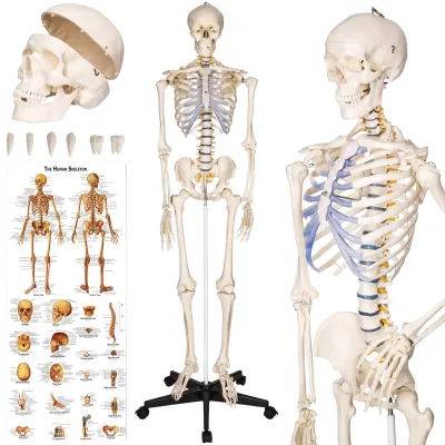 tectake® Skelett, lebensgroß und detailgetreu, farblich markierte Bereiche, inklusive Anatomieposter