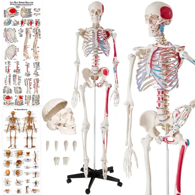 tectake® Skelett, lebensgroß und detailgetreu, farblich markierte Bereiche sowie Muskelnummerierung, inklusive Anatomieposter