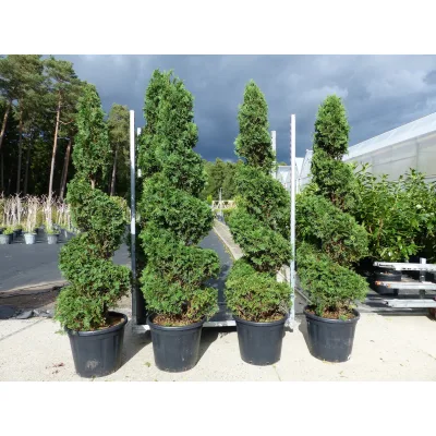 Thuja occ. "Columna" Spirale 180 cm Heckenpflanze Hecke Gartenbonsai Formgehölz
